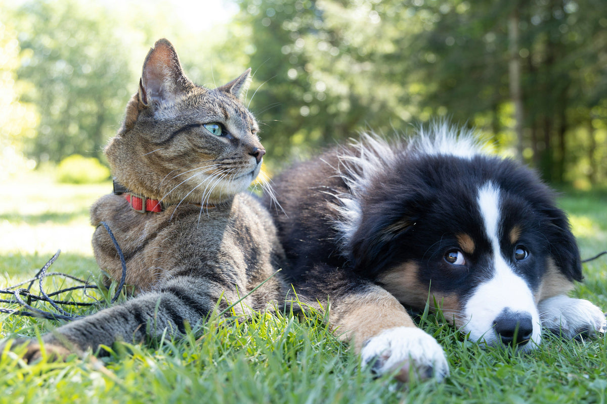 Pet Essentials